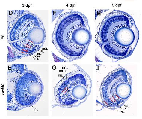 zebrafish optical development